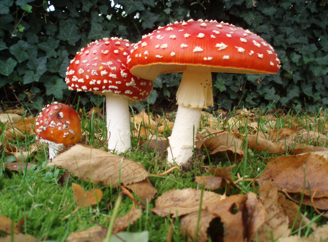 Red and white mushrooms on grass with leaves